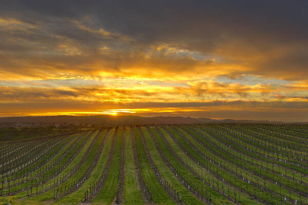 Fmkphoto Poster featuring the photograph Vineyard Sunset by Brian Knott Photography