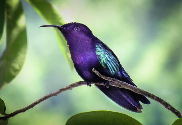Violet Hummingbirds Poster featuring the photograph Violaceous Hummer by Karen Wiles