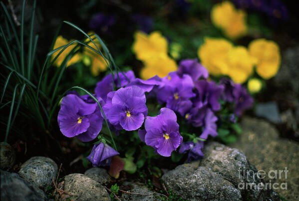 Pansy Poster featuring the photograph Violet and yellow pansies by Riccardo Mottola