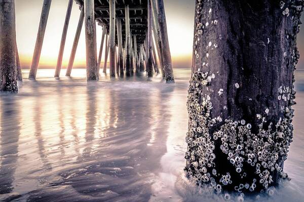 Sunrise Poster featuring the photograph Virginia Beach Pier 2 by Larkin's Balcony Photography