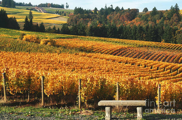 Oregon Wine Country Poster featuring the photograph Visiting Wine Country by Margaret Hood