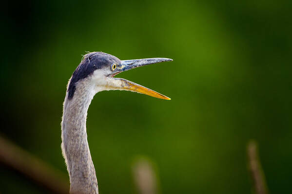 Bird Poster featuring the photograph Vocal Heron by Jeff Phillippi