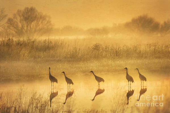 Animal Poster featuring the photograph Waiting by Alice Cahill