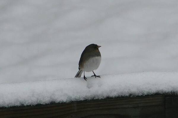 Photography Poster featuring the digital art Waiting for Spring by Barbara S Nickerson