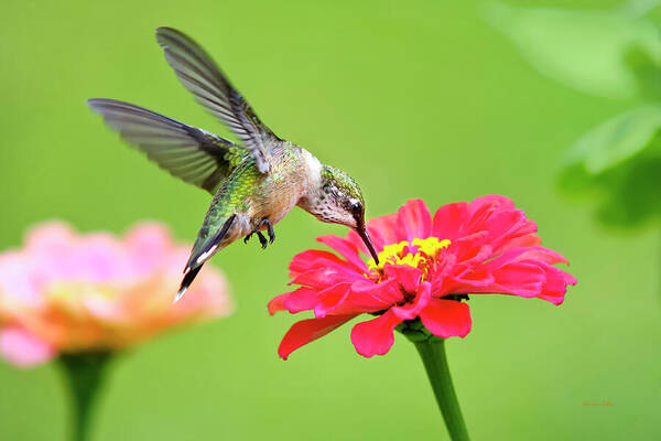Hummingbird Poster featuring the photograph Hummingbird Waiting in the Wings by Christina Rollo