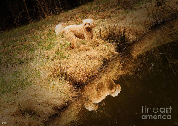 Multi-generational Labradoodle Poster featuring the photograph Walking by the pond by Sandra Clark