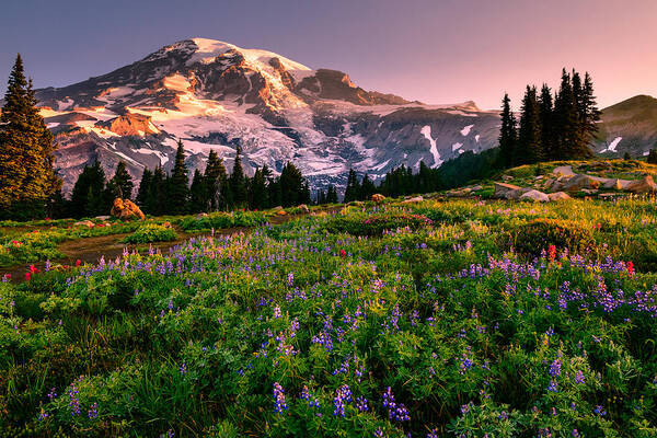 Mount Rainier Poster featuring the photograph Warming Up in Paradise by Dan Mihai