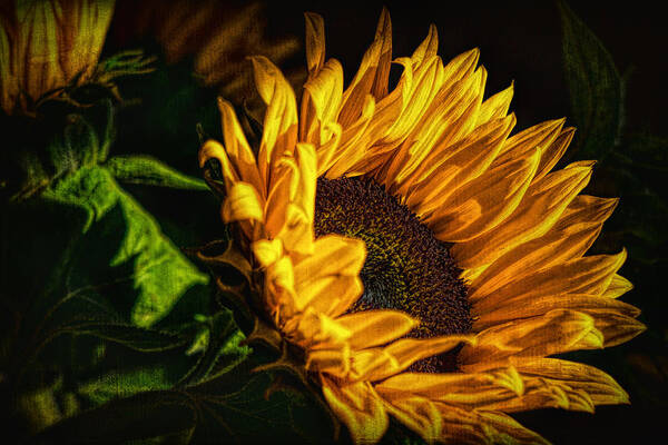 Hdr Poster featuring the photograph Warmth of the Sunflower by Michael Hope