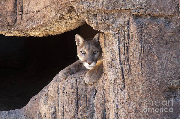 Cougar Poster featuring the photograph Watchful Eyes by Sandra Bronstein