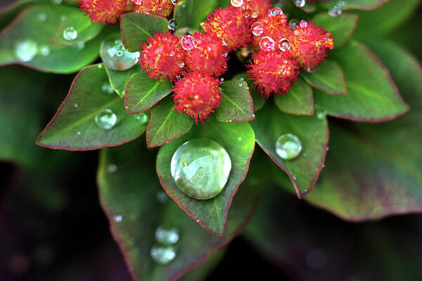 Rain Drop Poster featuring the photograph Water Drops on Christmas Flower by Crystal Wightman