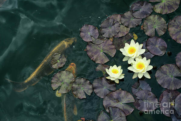 Nymphaea Poster featuring the photograph Water Lilies and Koi by Tim Gainey