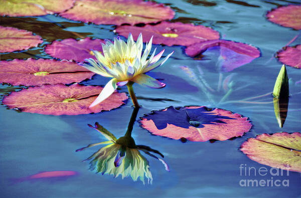 Water Lily In The Pond Poster featuring the photograph Water Lily In The Pond by Savannah Gibbs