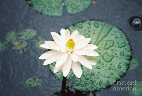 Flowers Poster featuring the photograph Water Lily by Kathy McClure