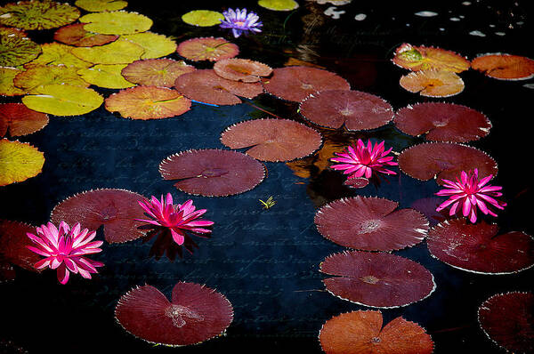 Purple And Pink Poster featuring the photograph Water Lily World by Milena Ilieva
