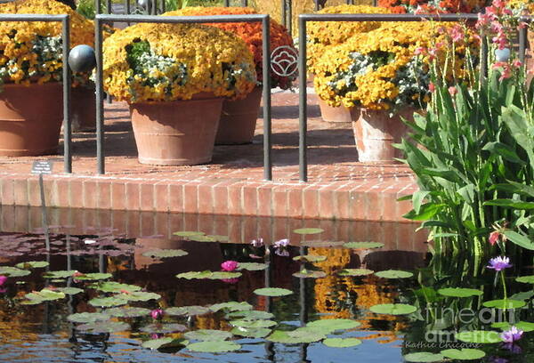 Waterlilies Poster featuring the photograph Waterlilies by Kathie Chicoine