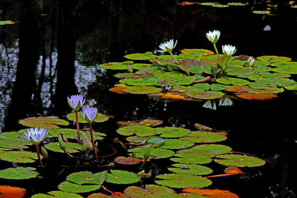 Water Lilies Poster featuring the photograph Waterlilies 5 by Richard Krebs