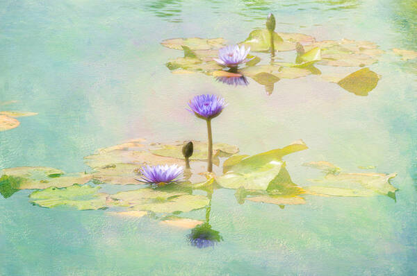 Flowers Fauna Water Textures Leaves Pads Poster featuring the photograph Waterlillies by Carolyn D'Alessandro