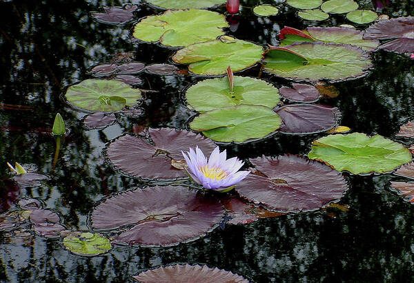 Lavender Poster featuring the photograph Waterlily - 001 by Shirley Heyn