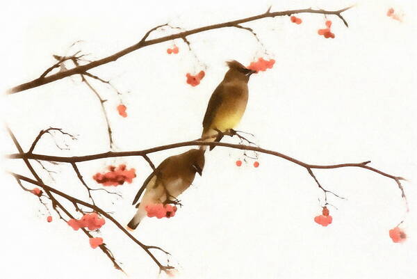 Waxwing Poster featuring the photograph Waxwing Wonders by Andrea Kollo
