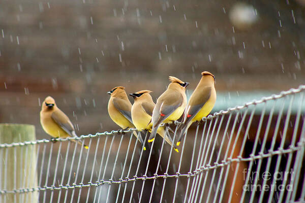 Photography Poster featuring the photograph Waxwings in the Rain by Sean Griffin