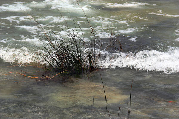 Waterscape Poster featuring the photograph Weeds and Waves by Joanne Coyle