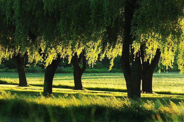 Willow Poster featuring the photograph Weeping Willows by Steve Somerville