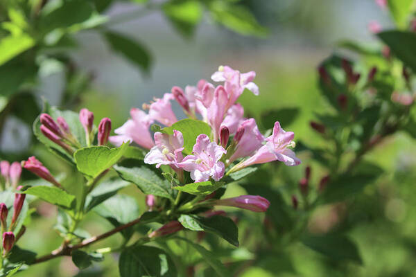 Weigela Poster featuring the photograph Weigela Pink Princess by Theresa Campbell