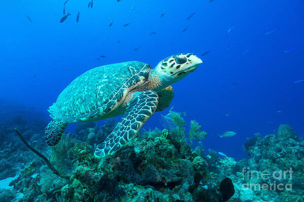 Hawksbill Turtle Poster featuring the photograph West Caicos Traveler by Aaron Whittemore
