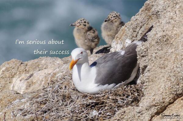 Poster featuring the photograph Western Gull says I'm Serious about Their Success by Sherry Clark