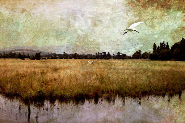 Swamp Poster featuring the digital art Wetlands by Margaret Hormann Bfa