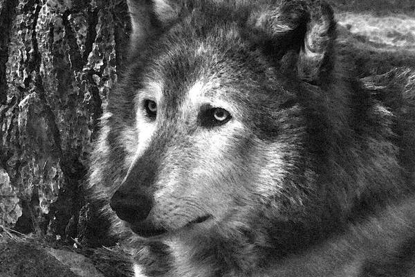 Wolf Poster featuring the photograph What is a Wolf Thinking by Karol Livote