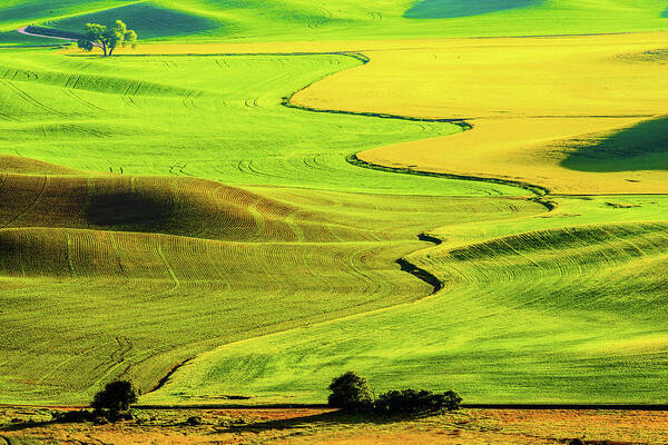 Landscape Poster featuring the photograph Wheat field - Palouse by Hisao Mogi