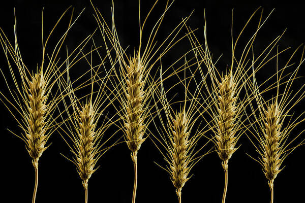 Wheat Poster featuring the photograph Wheat in a Row by Wolfgang Stocker