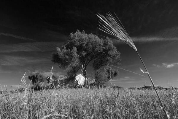 Black Poster featuring the photograph Wheat Land Black And White by Pedro Cardona Llambias