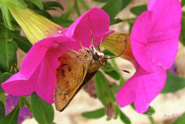 Butterfly Poster featuring the photograph Whirl-About Skipper Butterfly by Donna Brown