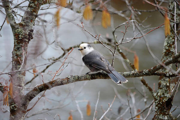 Canada Jay Poster featuring the photograph Whiskey Jack by Whispering Peaks Photography