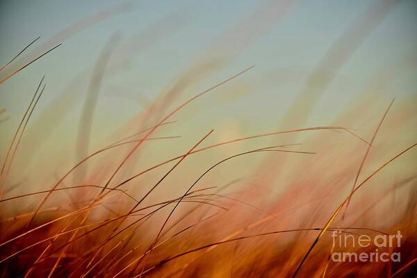 Beach Grass Poster featuring the photograph Whispering Grass by Debra Banks
