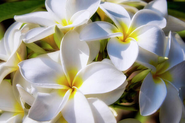Yellow And White Plumeria Flower Frangipani Poster featuring the photograph White and Yellow Plumeria 2 by Brian Harig