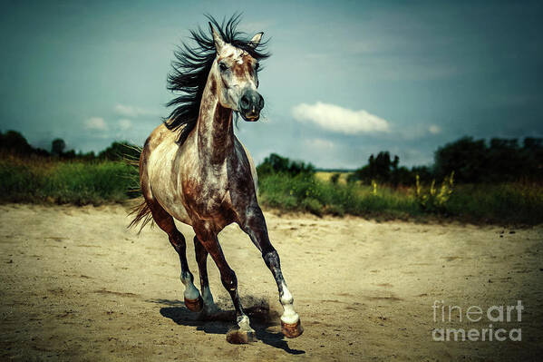Horse Poster featuring the photograph White Arabian Stallion Running by Dimitar Hristov