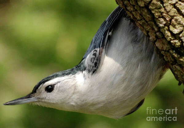 Nuthatch Poster featuring the photograph White-breasted Nuthatch by Randy Bodkins