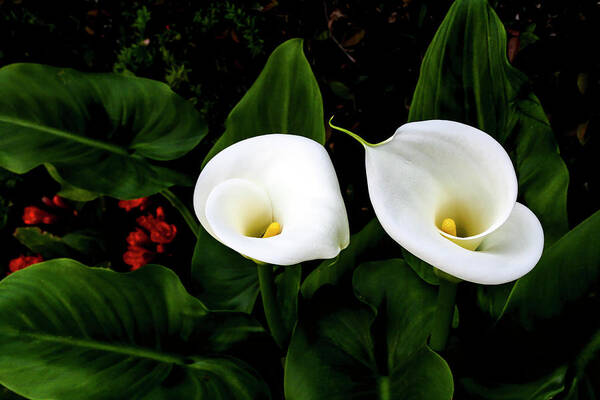 Floral Poster featuring the photograph White Calla Lily by Gene Parks