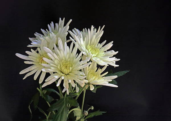 Chrysanthemum Poster featuring the photograph White Chrysanthemums by Jeff Townsend