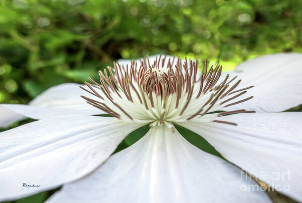 50146 Poster featuring the photograph White Clematis Flower Garden 50146 by Ricardos Creations