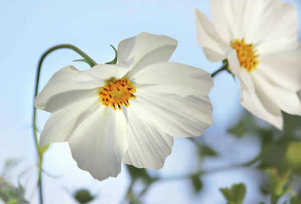 Flowers Poster featuring the photograph White Cosmos-1 by Nina Bradica