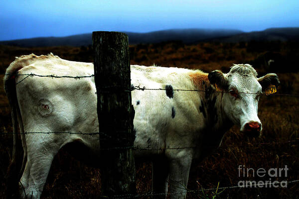 Animal Poster featuring the photograph White Cow 27579 by Wingsdomain Art and Photography