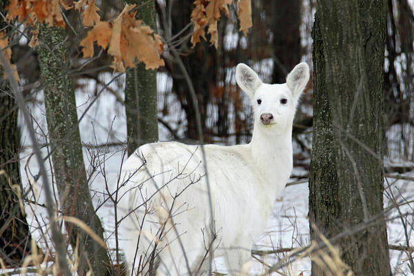 White Poster featuring the photograph White Deer Vistor by Brook Burling