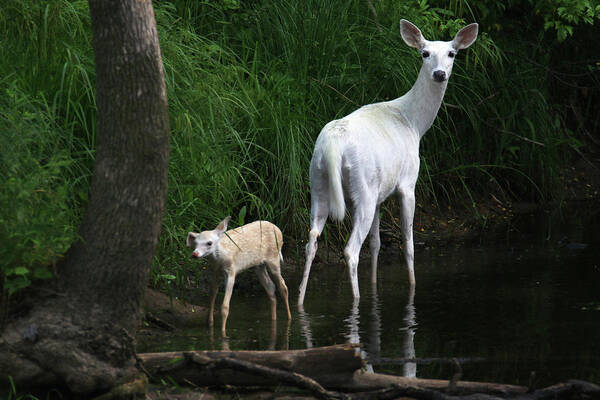 Deer Poster featuring the photograph White Doe and Fawn wading in Creek 4 by Brook Burling