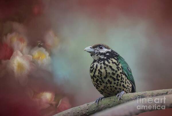 White-eared Catbird Poster featuring the photograph White-eared Catbird by Eva Lechner