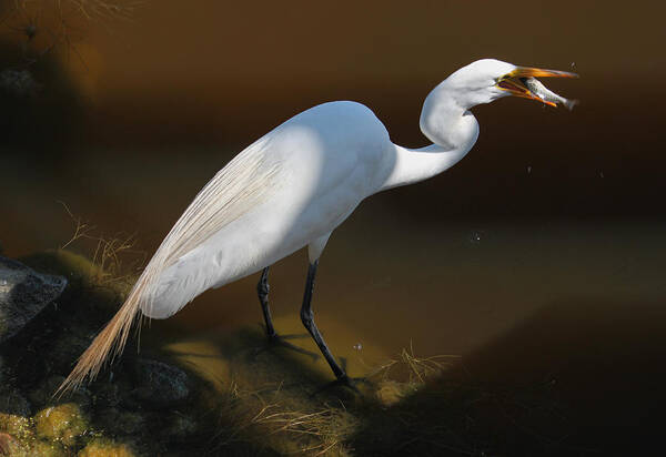 Photograph Poster featuring the photograph White Egret Fishing for Midday Meal II by Suzanne Gaff