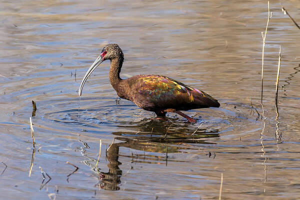Ibis Poster featuring the photograph White-faced Ibis in Breeding Plumage by Kathleen Bishop